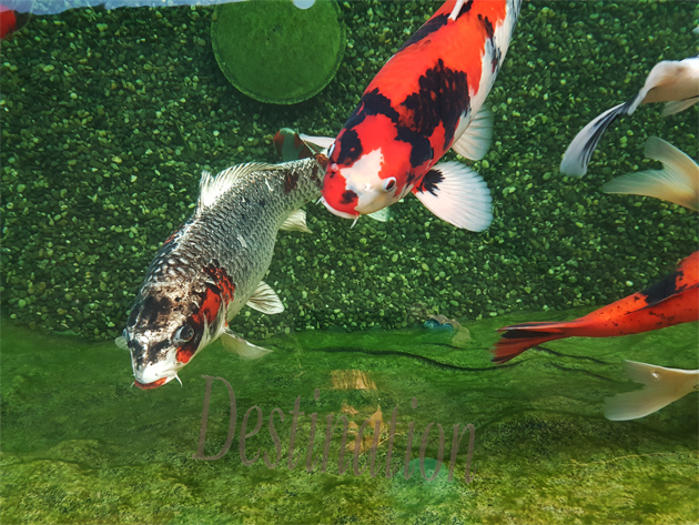 ... free in the water!