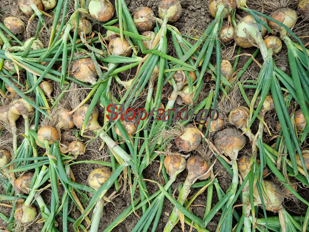 ... love your garden!