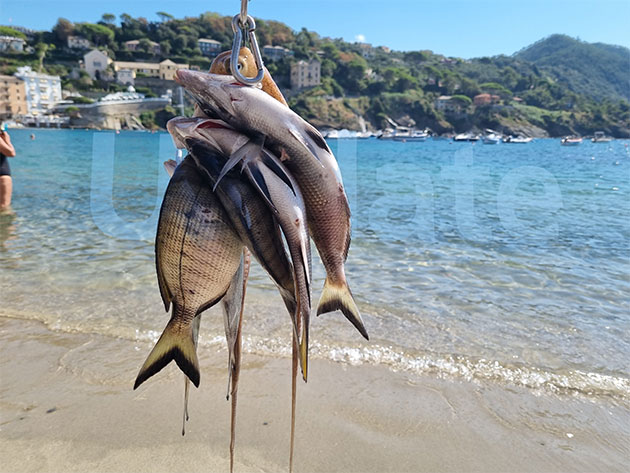 ... competitive alarm?