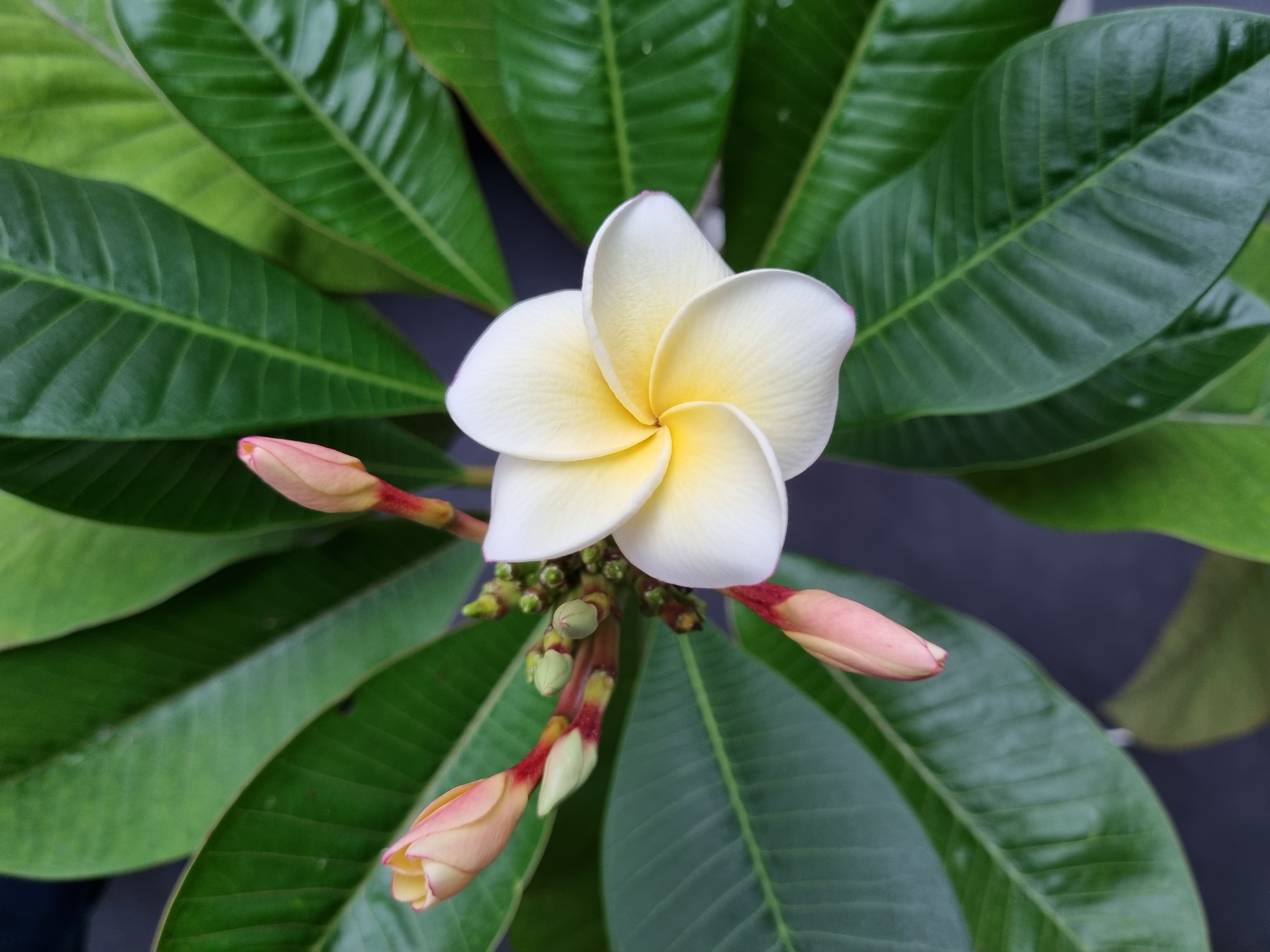 ... 2 look @ & 2 smell!