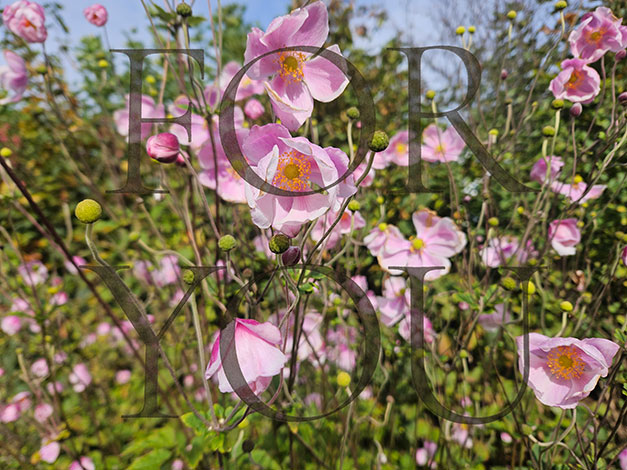 ... looking foreward!