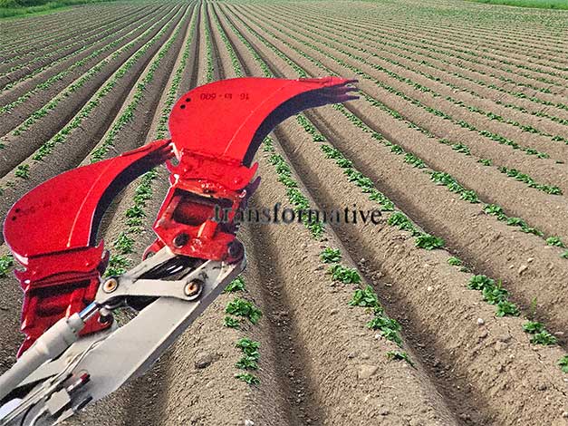 ... what grows in U?