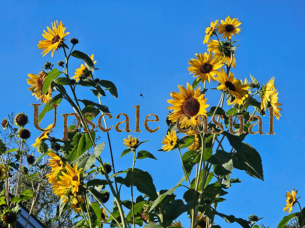 ... sunflower 4 U!