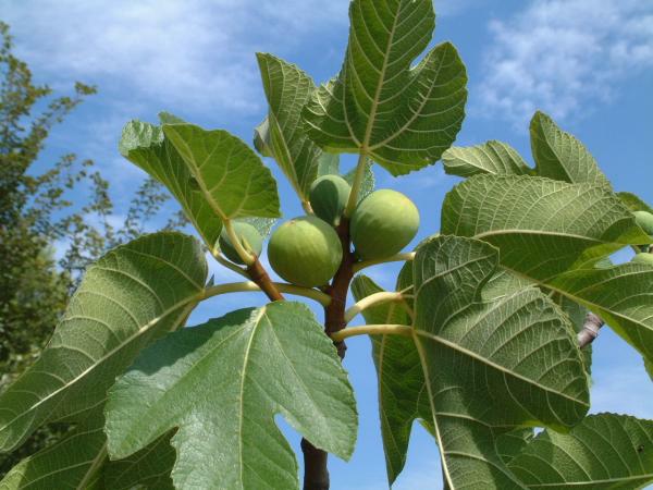 Fig walk