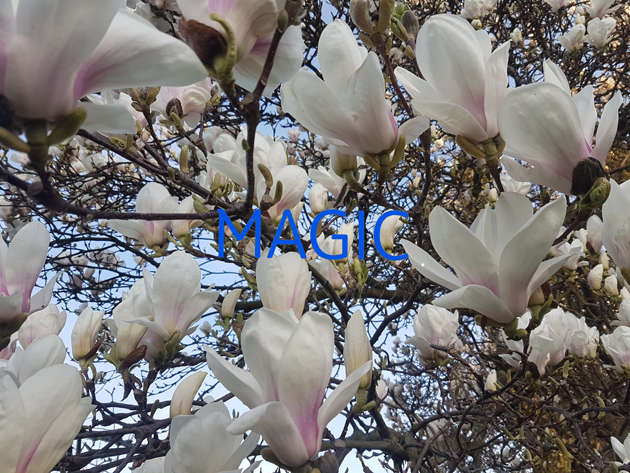 Magic walk