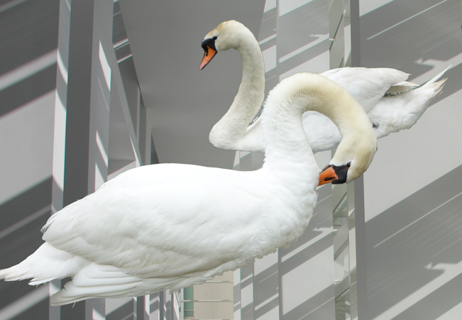 White walk