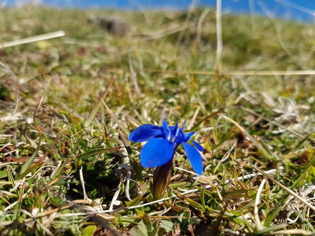 Gentian-blue walk