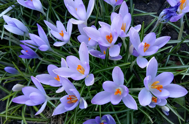 Flower walk