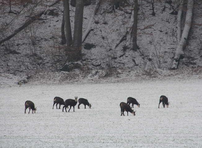 Chamois walk
