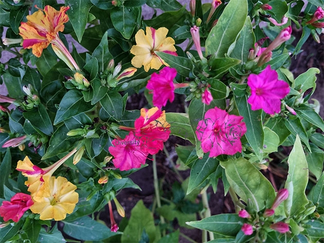 ... a flower 4U!