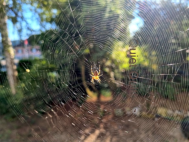 ... spiderman!