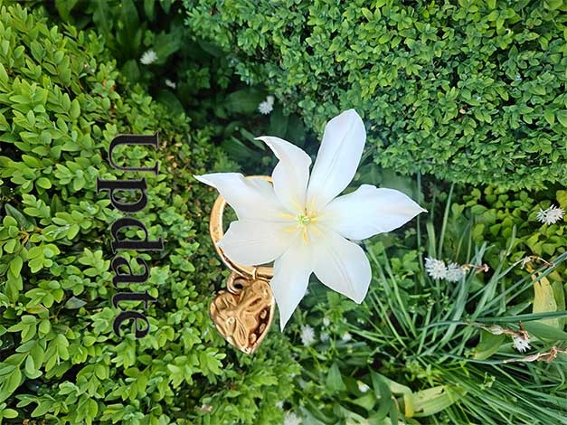 ... starflower!