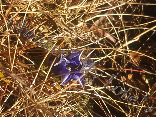 Blue walk