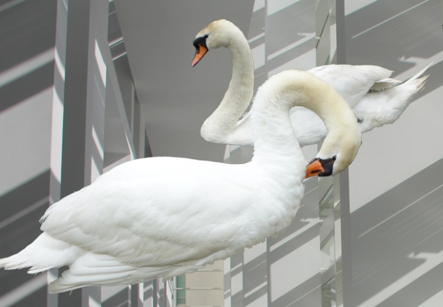 White walk