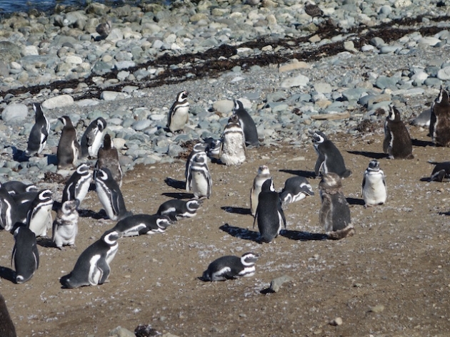 Pingu walk