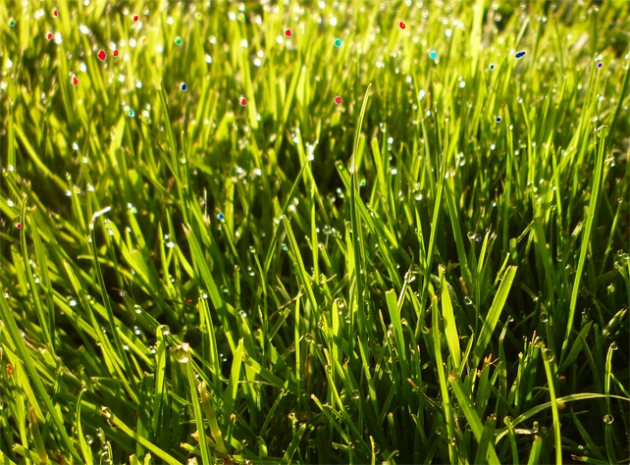 Dew walk