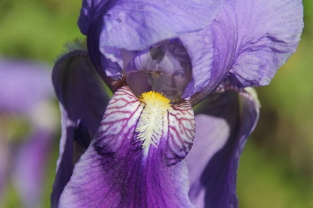 Purple walk