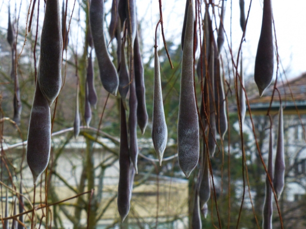 Seeds walk