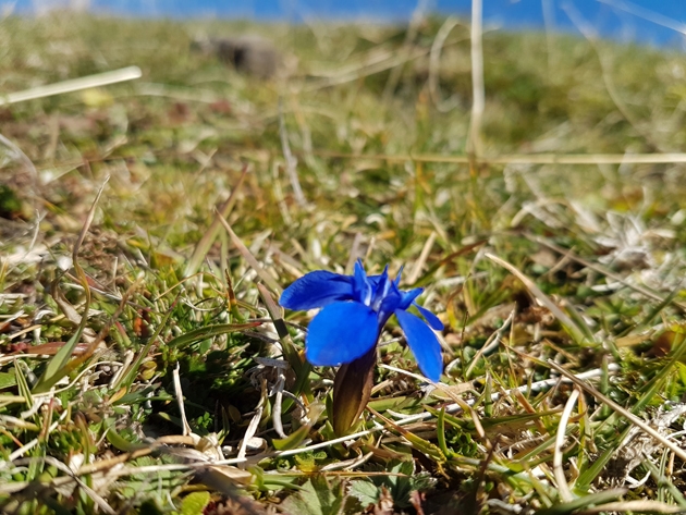 Gentian-blue walk