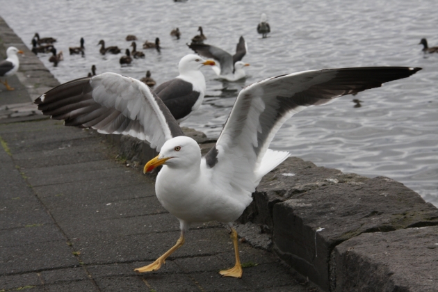 Birds walk