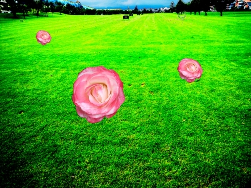 Field walk